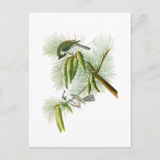 Cartão Postal Crested Titmouse John James Audubon Birds América