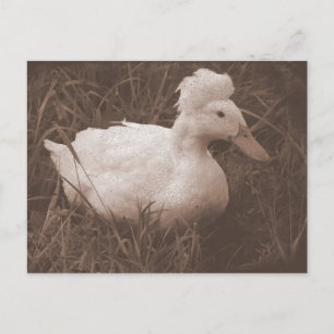Cartão Postal Crestie, o Pato Deitado