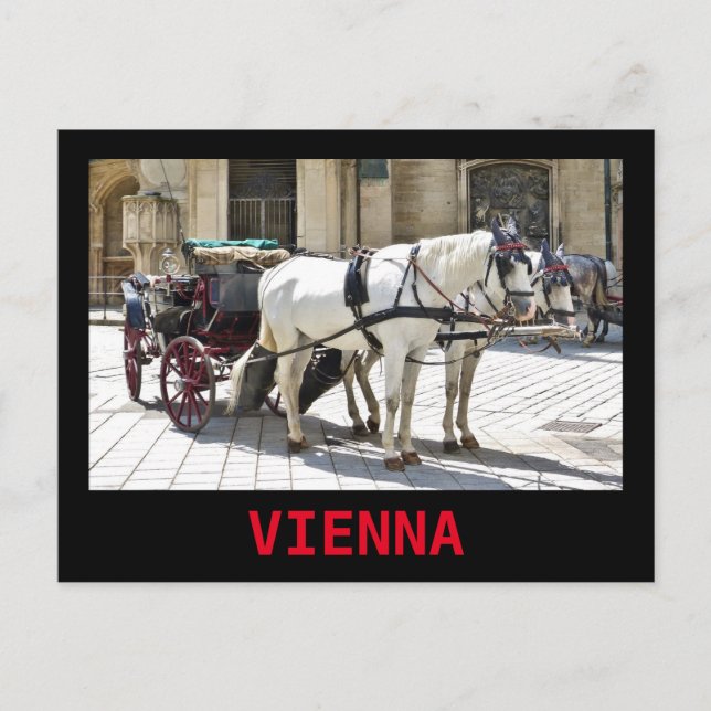 Cartão Postal Criador de Viena com Cavalos Brancos - Cartão-post (Frente)