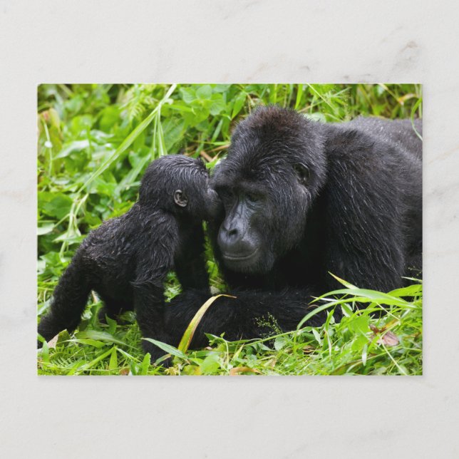 Cartão Postal Criança Montanha Gorilla Kisses Silverback Gorilla (Frente)