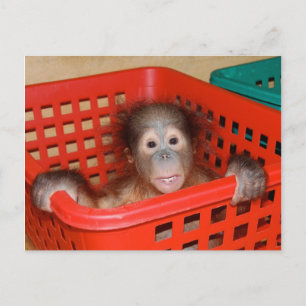 Cartão Postal Criança Orangutan no Enfermeiro