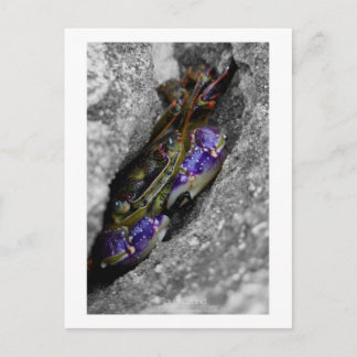 Cartão Postal Criatura Colorida
