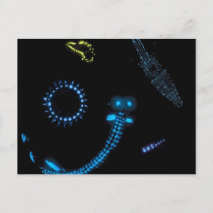 Cartão Postal criaturas bioluminescentes