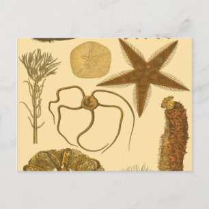 Cartão Postal Criaturas Marinhas Subaquáticas