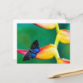 Cartão Postal Crie seu próprio modelo personalizado de foto