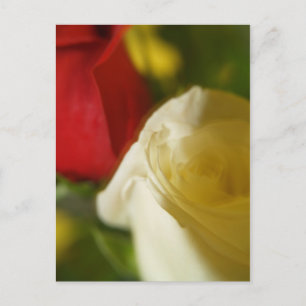 Cartão postal "Crimson and Cream"