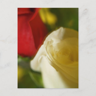 Cartão postal "Crimson and Cream"