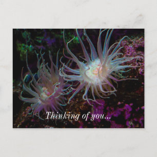 Cartão Postal Crimson Anemone