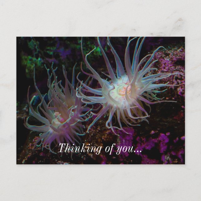 Cartão Postal Crimson Anemone (Frente)