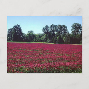 Cartão Postal Crimson Clover Field