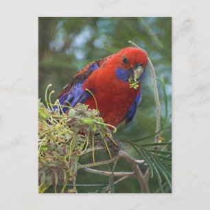 Cartão Postal Crimson Rosella