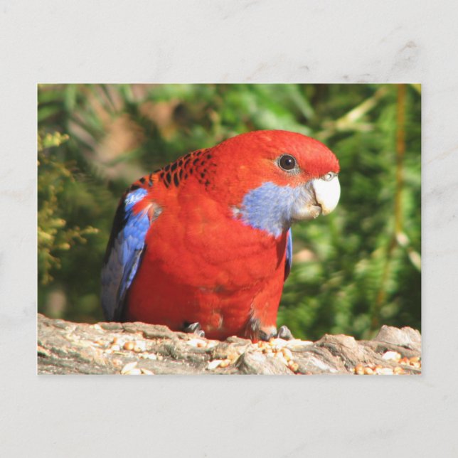 Cartão Postal Crimson Rosella australiano (Frente)