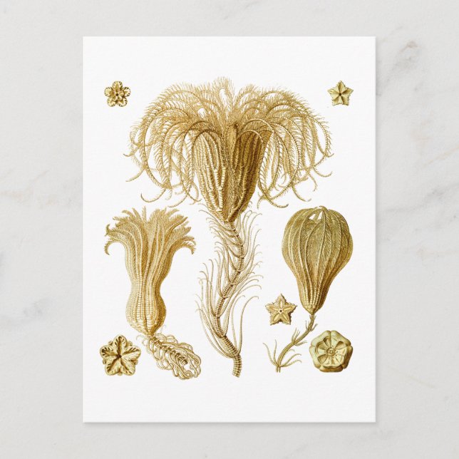 Cartão Postal Crinoides (Frente)