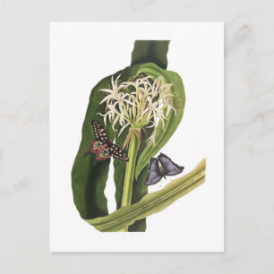 Cartão Postal Crinum pedunculatum