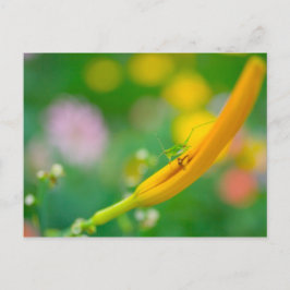 Cartão Postal Críquete em Daylily