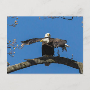 Cartão Postal Crises Cross Eagles