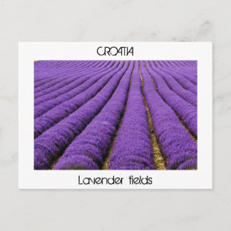 Cartão Postal CROÁCIA - campos de lavanda
