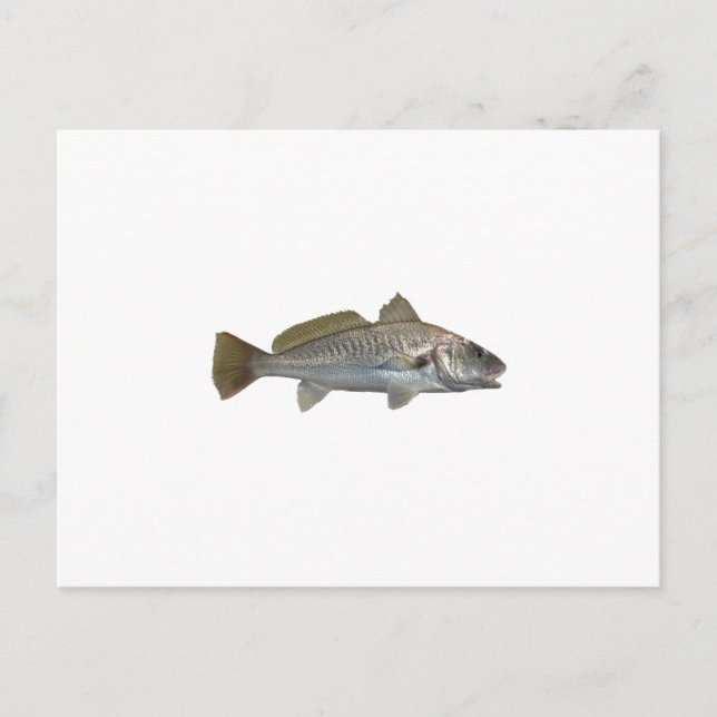 Cartão Postal Croaker Atlântico (Frente)