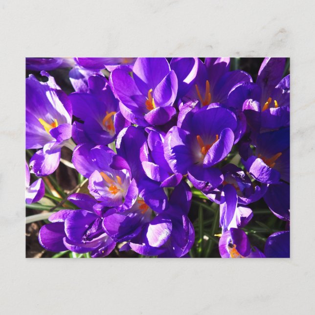 CARTÃO POSTAL CROCO DA PRIMAVERA (Frente)
