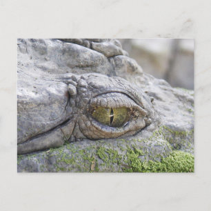 Cartão Postal Crocodilo