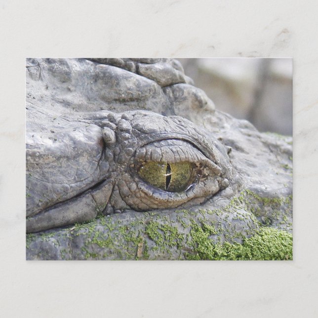 Cartão Postal Crocodilo (Frente)