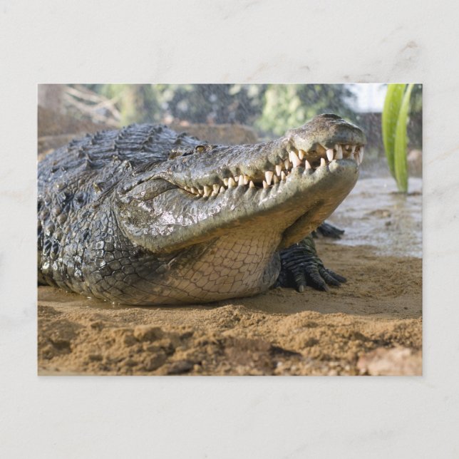 Cartão Postal crocodilo (Frente)