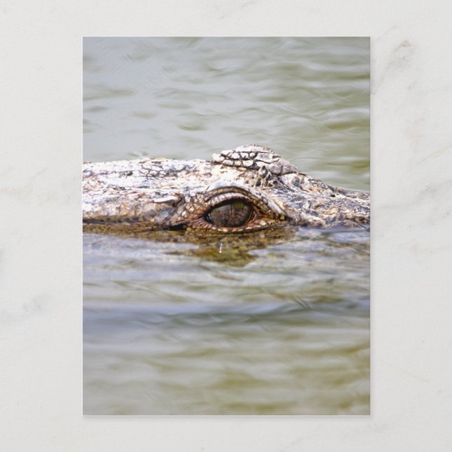Cartão Postal Crocodilo (Frente)