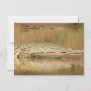 Cartão Postal Crocodilo 