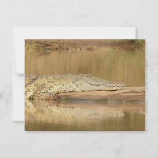 Cartão Postal Crocodilo
