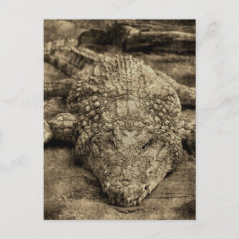 Cartão Postal Crocodilo