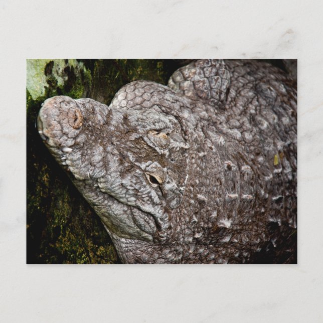 Cartão Postal Crocodilo (Frente)