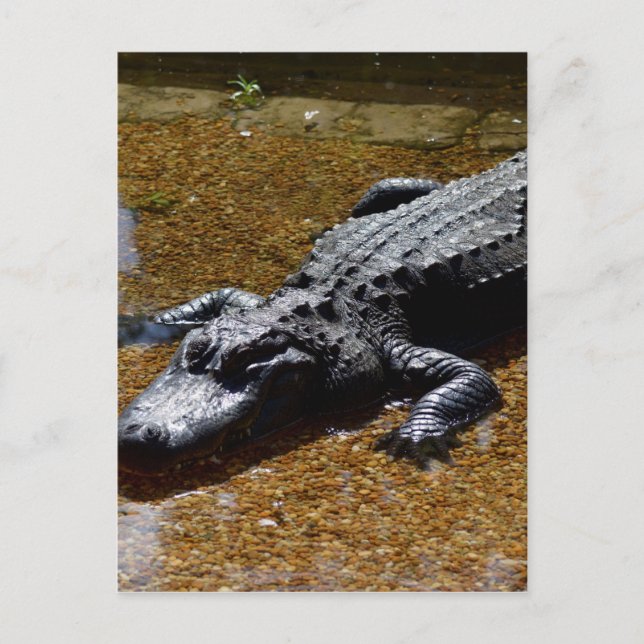Cartão Postal Crocodilo (Frente)