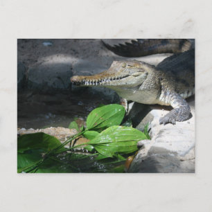 Cartão Postal Crocodilo água fresca
