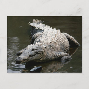 Cartão Postal Crocodilo americano (Crocodylus acutus)