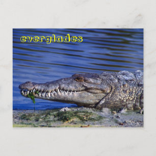 Cartão Postal Crocodilo Americano Everglades