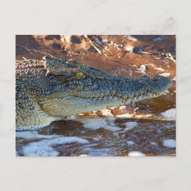 Cartão Postal Crocodilo de água salgada (Frente)