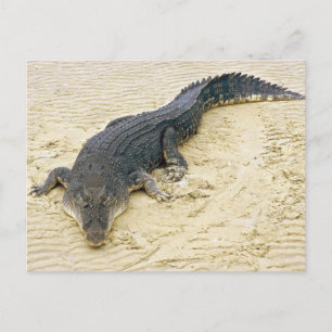 Cartão Postal Crocodilo de água salgada (Crocodylus porosus)