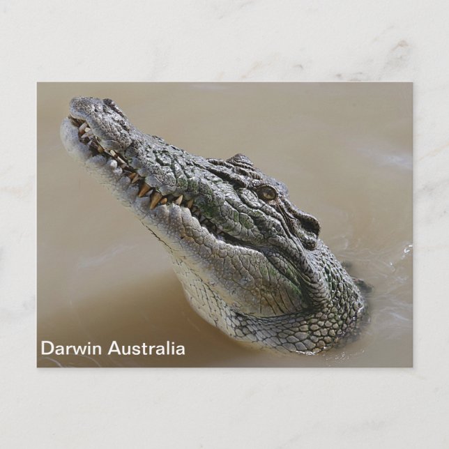 Cartão Postal Crocodilo de água salgada Darwin Austrália (Frente)
