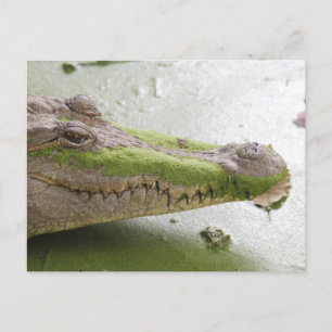 Cartão Postal Crocodilo do Nilo