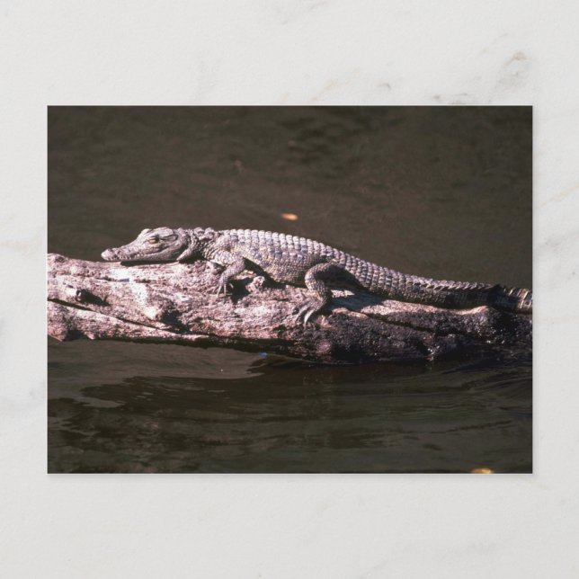 Cartão Postal Crocodilo do Nilo (Frente)