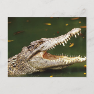 Cartão Postal Crocodilo e Caiman em Junglewalk.com