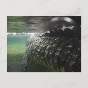 Cartão Postal Crocodilo Grande