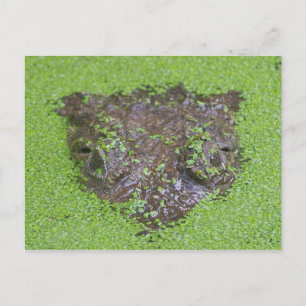 Cartão Postal Crocodilo Olhos Retirados da Água