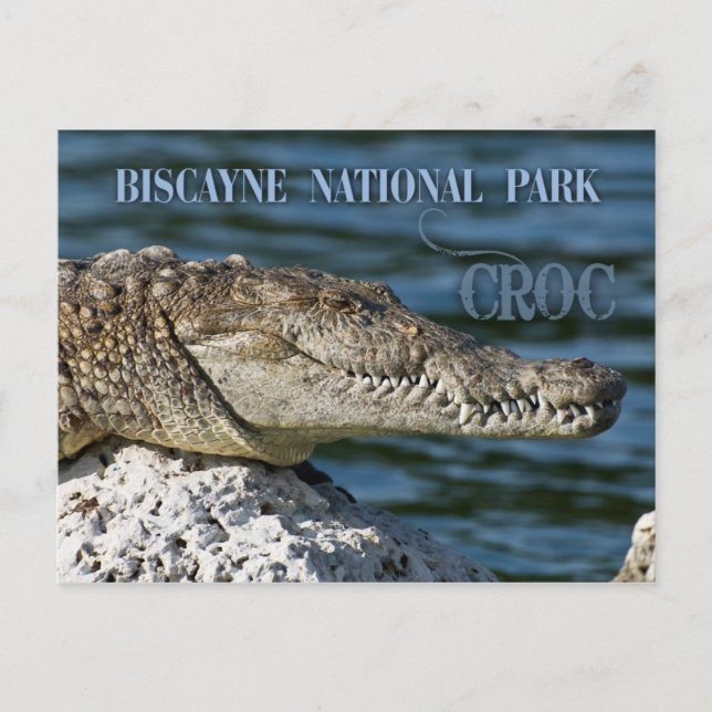 Cartão Postal Crocodilo, Parque Nacional da Biscaia, Flórida (Frente)