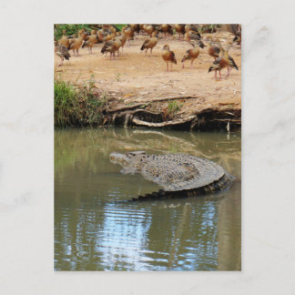 CARTÃO POSTAL CROCODILO QUEENSLAND AUSTRÁLIA