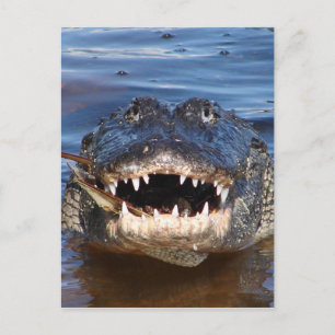 Cartão Postal Crocodilo Sorridente