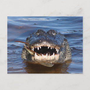 Cartão Postal Crocodilo Sorridente