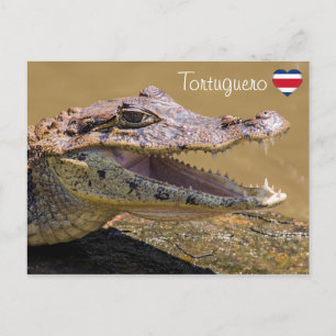Cartão Postal Crocodilo sorridente em Tortuguero - Costa Rica