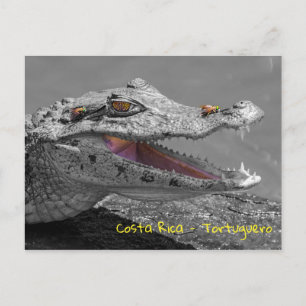Cartão Postal Crocodilo sorrindo em Tortuguero - Costa Rica