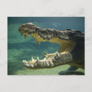 Cartão Postal Crocodilos de boca aberta